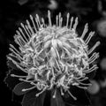 The Leucospermum Ã¢â¬ËVeldfire\' an Australian native flower in Black and white